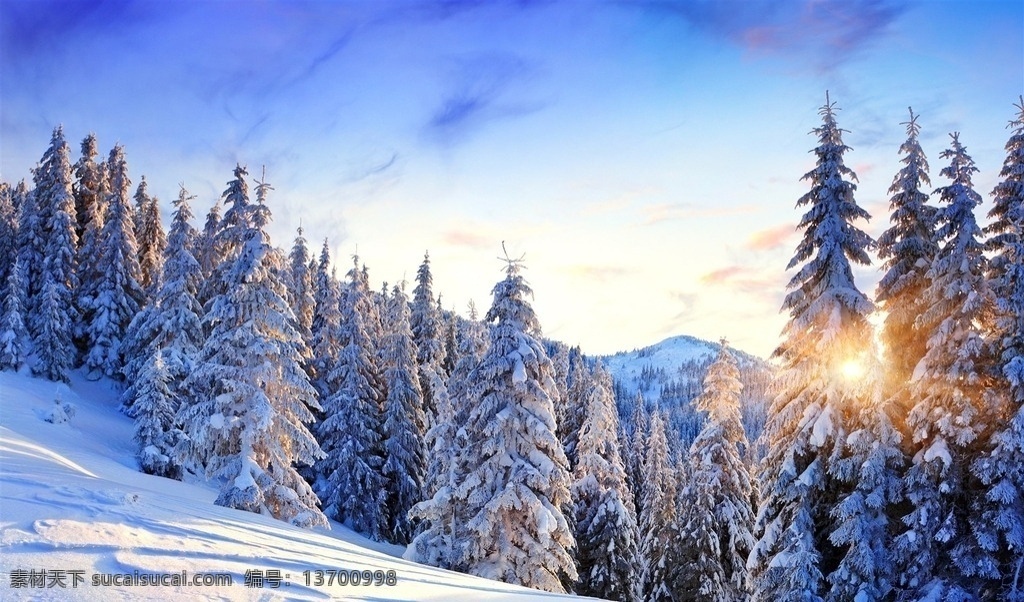 阳光 下 森林 雪地 冬日 雪景 摄影壁纸 自然景观 自然风景