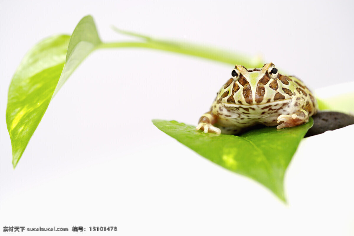 动物世界 青蛙 生物世界 野生动物 牛蛙 绿青蛙 青蛙纹 青蛙大眼珠 青蛙大脚丫 蛤蟆 青蛙玩具 仿制青蛙 青蛙斑纹 两栖动物 弹跳高手 捕蚊高手