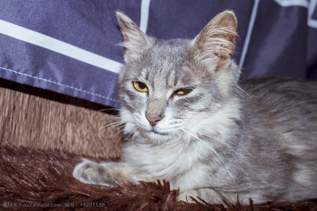 wink 猫咪 萌 宠 猫 幼猫 灰猫 狸花猫 猫科动物 动物 宠物 萌宠 爱宠 商用
