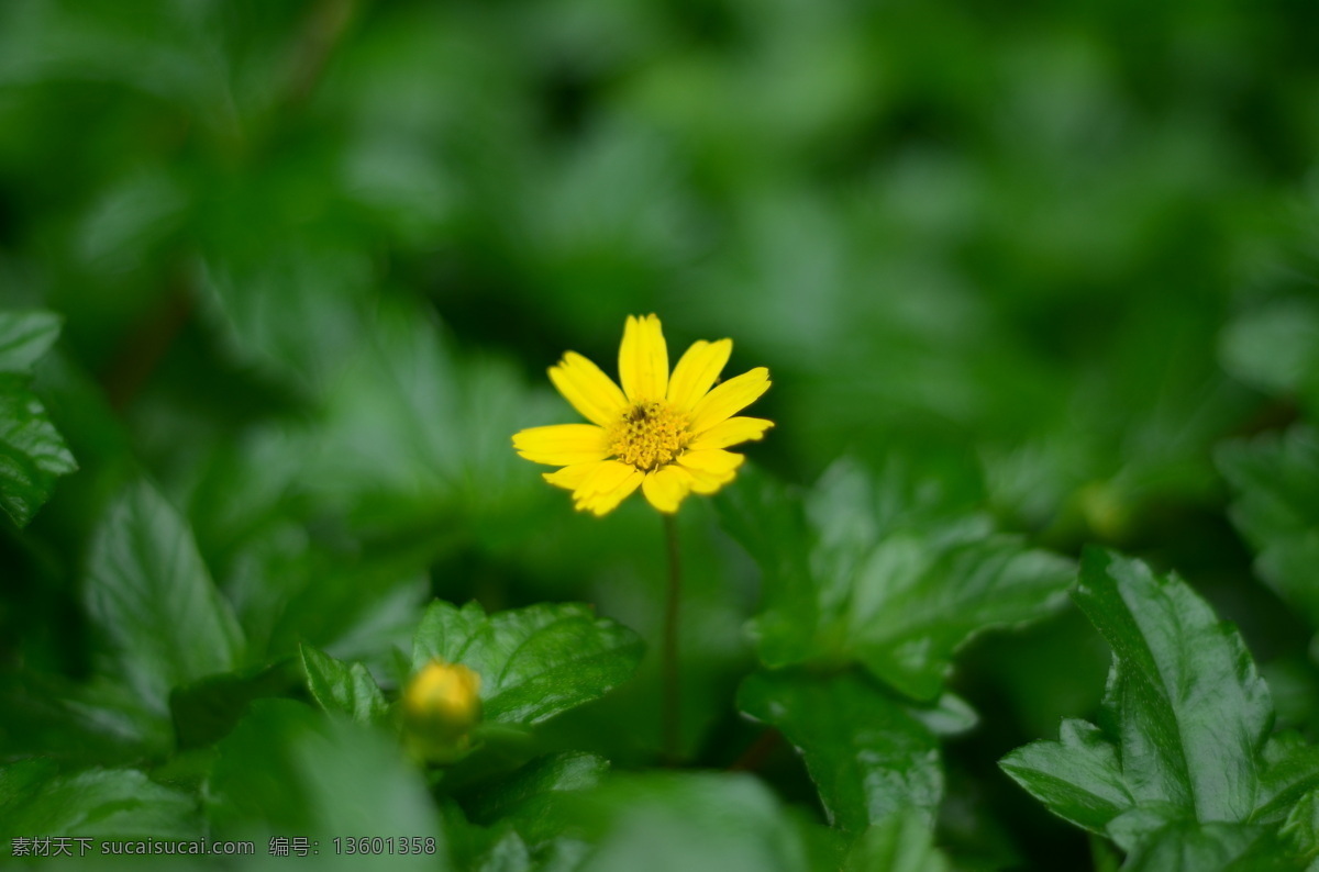 小黄花 花 花卉 菊花展 秋菊 菊花 品种花 小菊花 植物 生物世界 花草