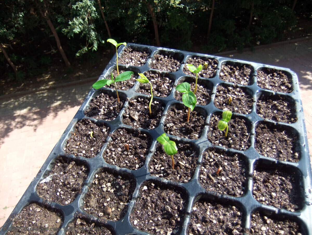 农业育苗 育苗格 发芽 培育蔬菜 农业生产 植物摄影 生物世界 花草