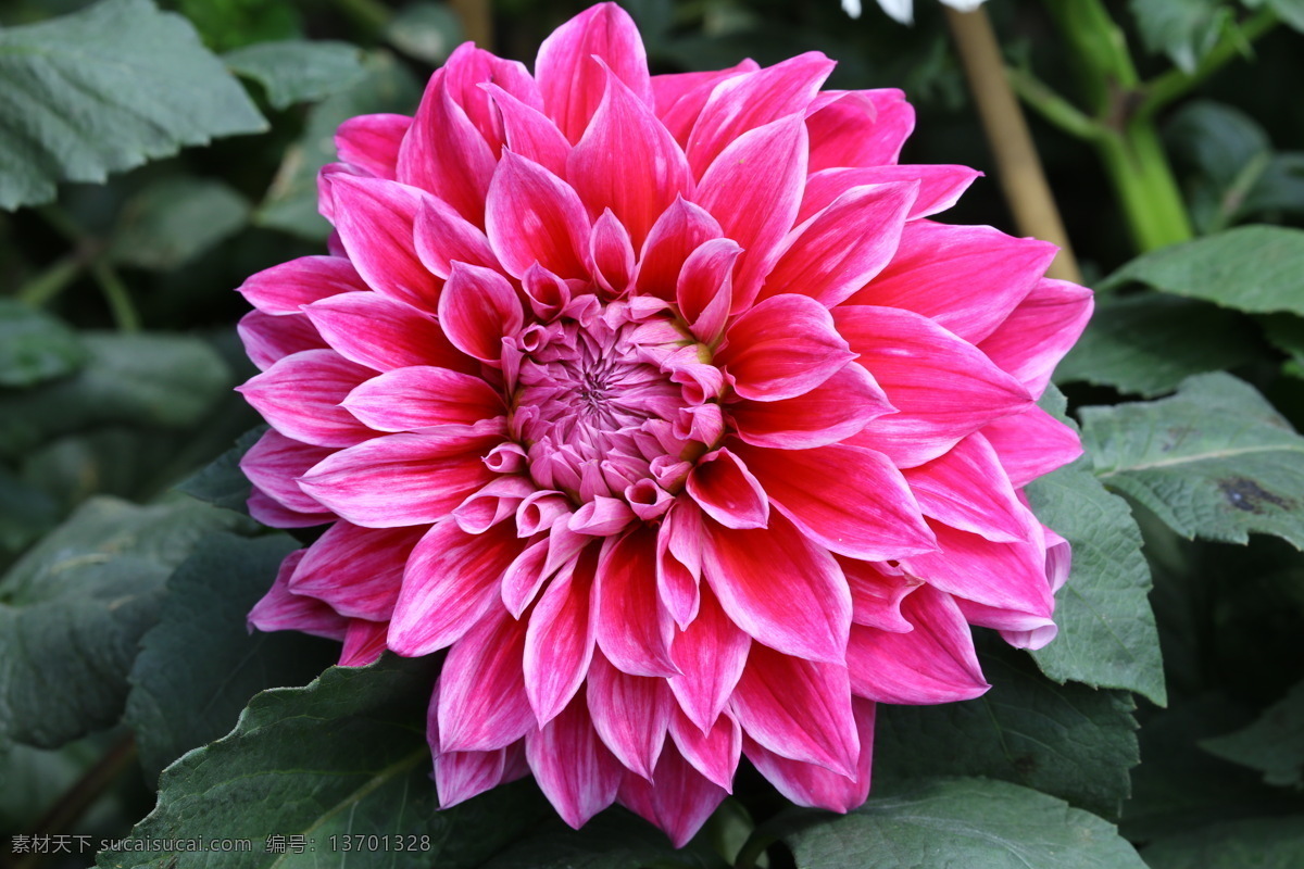 大丽菊 天竺牡丹 地瓜花 大理花 西番莲 洋菊 花卉 花朵 花瓣 草花 绿化景观 植物 花儿 花心 小丽花大丽花 生物世界 花草