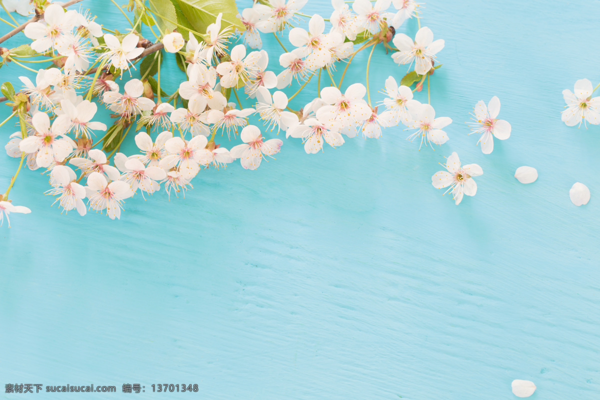 蓝色 木纹 背景 上 樱花 桃花 鲜花 花卉 野花 花 花朵 花瓣 花头 粉色花束 花盆 绿色盆景 多年生植物 常绿植物 园艺展览 热带植物 植物艺术美 植物学 自然 园艺 盆栽 植物 室内植物 叶子 枝 树 树干 绿色园林 植物园 装饰花盆植物 盆景 绿植 盆栽植物 种植园艺 盆栽花卉 草本 花蕾 灌木 生物世界 花草