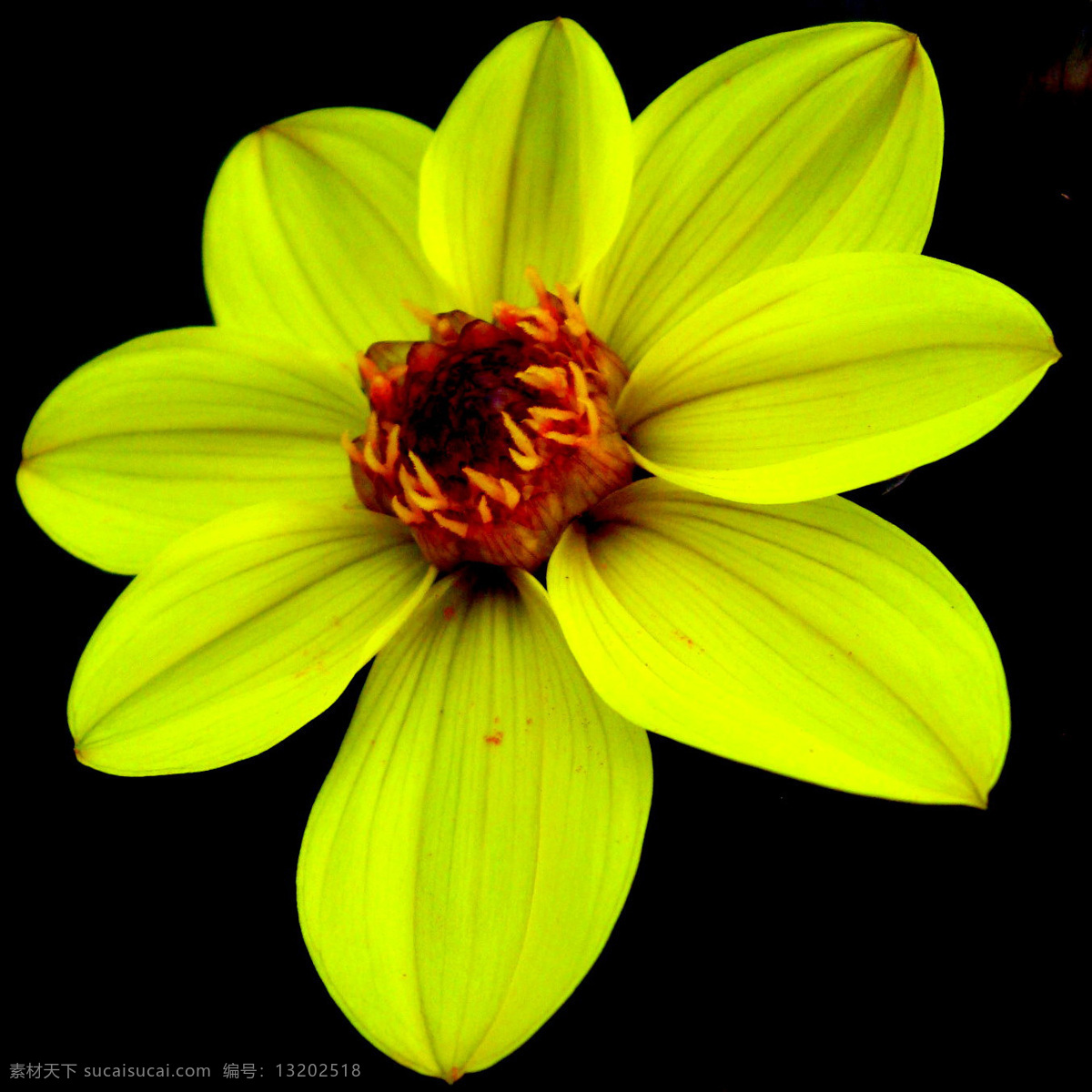 位图 植物摄影 写实花卉 花朵 水仙 免费素材 面料图库 服装图案 黑色