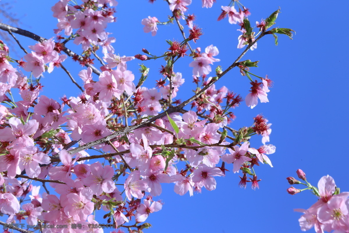 樱花 玉渊潭美景 观赏树种 满园春色 花枝 树干 花朵 春色 花卉 花儿 花骨朵 花草 树枝 枝叶 园林景观 绿化景观 生物世界