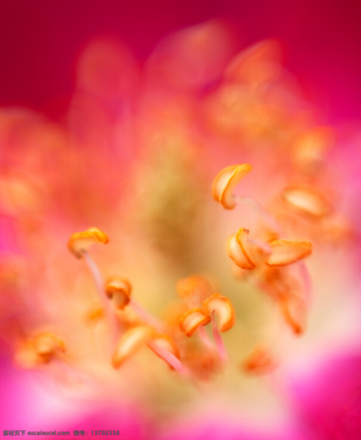 梦幻 花蕊 背景 鲜花 植物 花朵 花草树木 生物世界