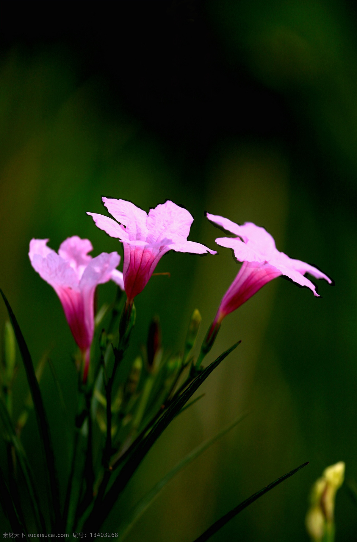 紫叶芦莉草