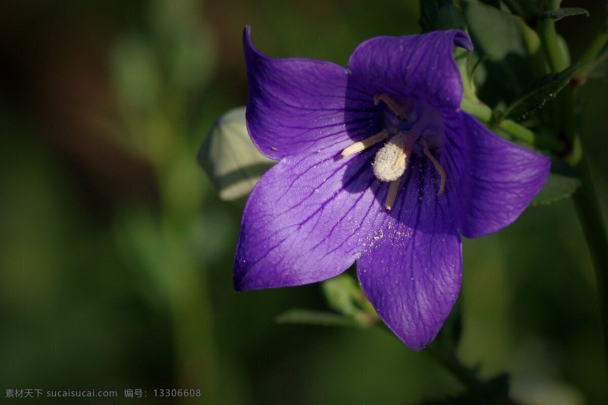 唯美 紫 桔梗 高清 紫色 鲜花 花卉 花朵 花草
