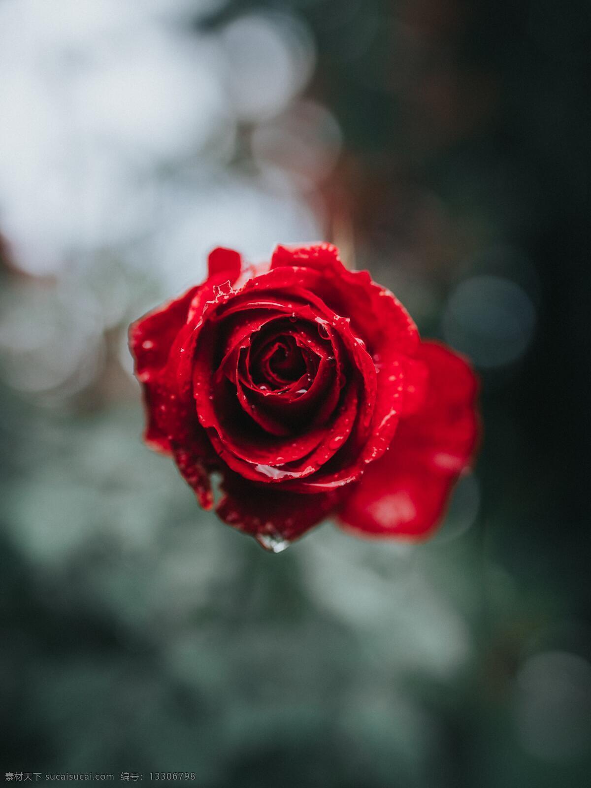 雨中玫瑰 玫瑰 红玫瑰 花瓣 花花 花 滴水 水珠 阴霾 阴天 天 雨 下雨 阴天快乐 下雨快乐 雨水 天气 心情 雨天 雨珠 唯美 浪漫 文艺 清新 生物世界 花草