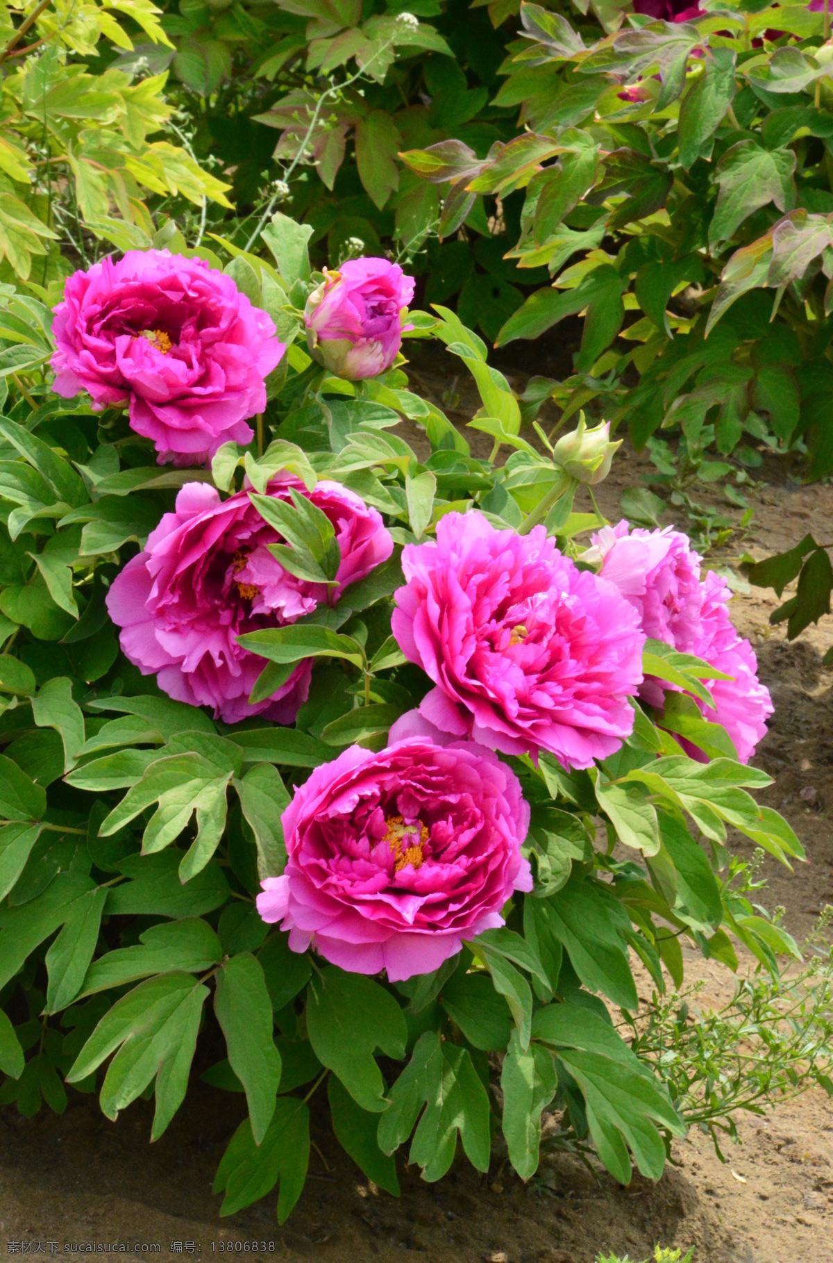 牡丹花 牡丹 观赏花卉 鼠姑 木芍药 百雨金 洛阳花 花朵 花瓣 花蕊 花卉 花儿 花草 植物 园林绿化 绿化景观 芍药牡丹 生物世界