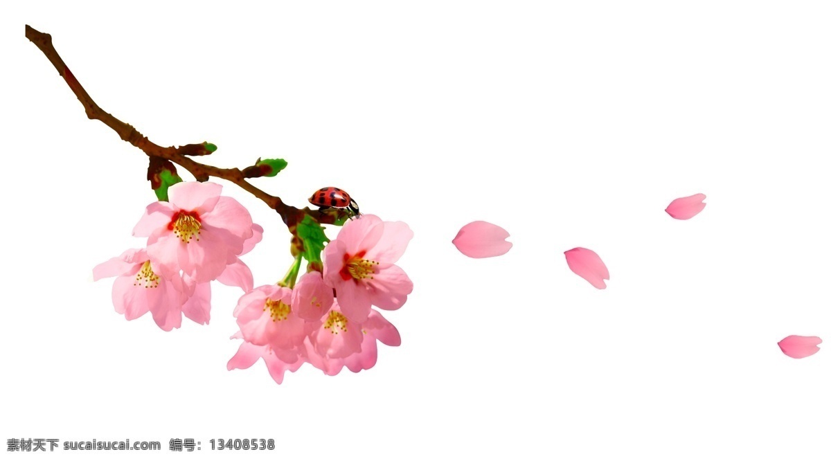 粉色 樱花 免 抠 粉色花瓣 粉色樱花 婚礼元素 图案 樱花树枝 樱花枝条