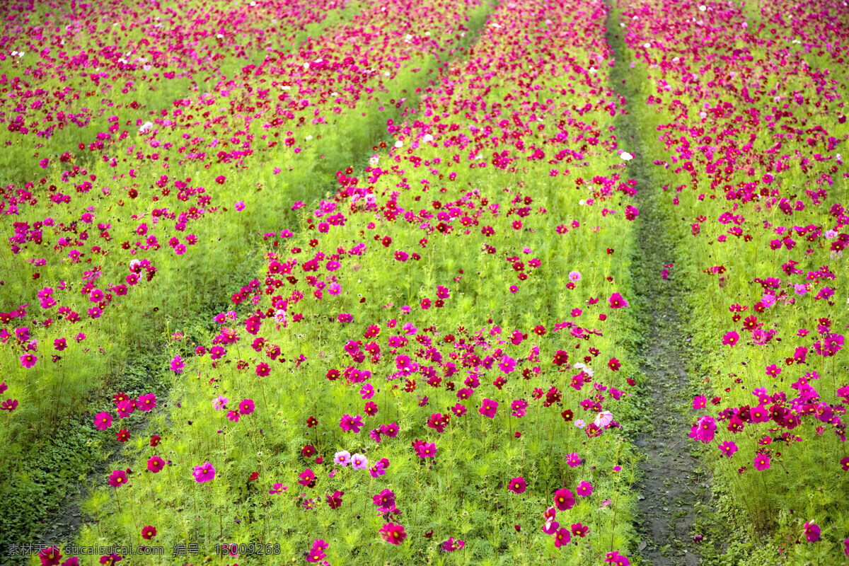 紫红色 雏 菊花 花田 高清图片 自然 植物 仅植物 日光 户外 清新 白昼 田地 饱满 横构图 风景 绿色 草地 希望 生命 生存 生命力 盛开 绽放 怒放 雏菊 小雏菊 粉色 花 花海 花草树木 生物世界