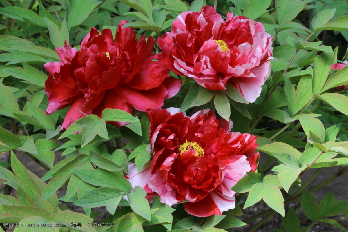 牡丹花 牡丹 观赏花卉 鼠姑 木芍药 百雨金 洛阳花 花朵 花瓣 花蕊 花卉 花儿 花草 植物 园林绿化 绿化景观 芍药牡丹 生物世界