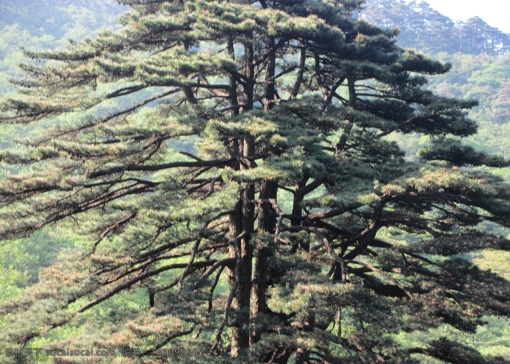 黄山风景区 黄山 松树 大山 植物 景区 旅游景区 生物世界 树木树叶