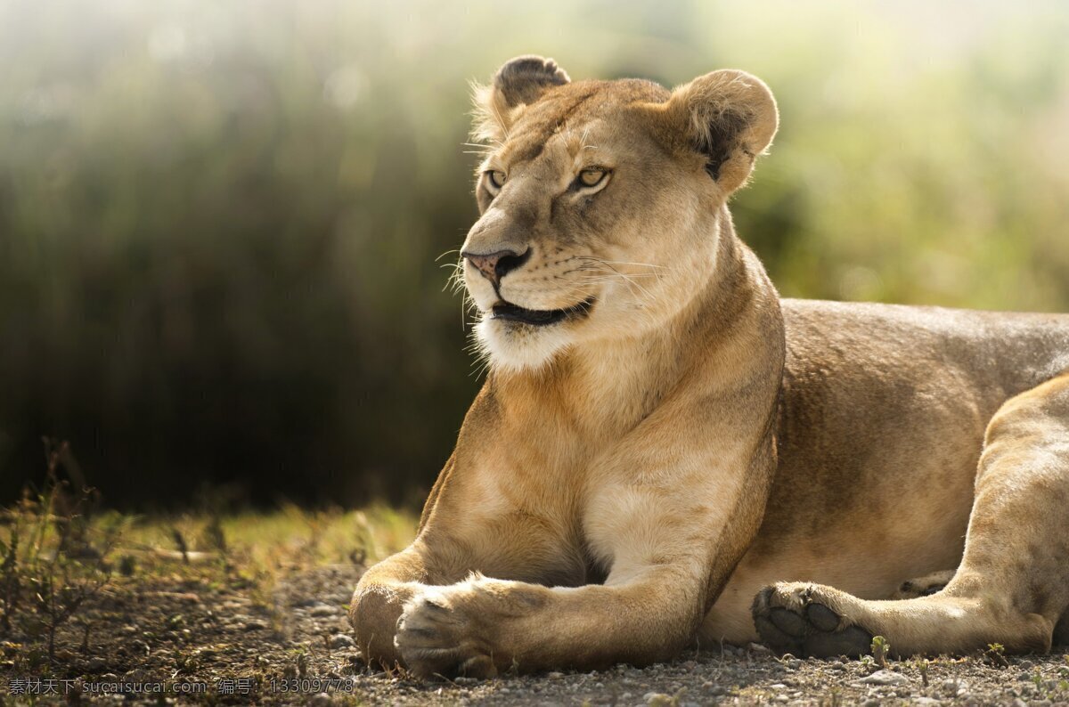 狮子 辛巴 小辛巴 小狮子 百兽之王 大猫 lion 狮子大开口 野兽 野生动物 狮子口 狮子狗 狮虎兽 母狮子 雄狮 松狮 生物世界