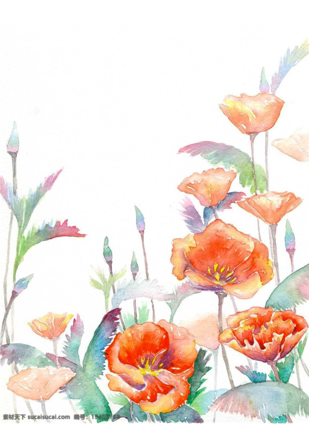 水彩 手绘 花 菱 草 花菱草 插画 花卉 植物 插画类 文化艺术 绘画书法