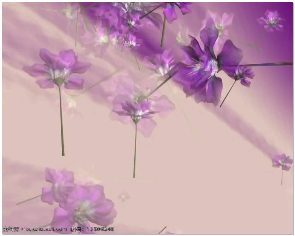 紫色 鲜花 视频 高清视频素材 视频素材 动态视频素材 花朵
