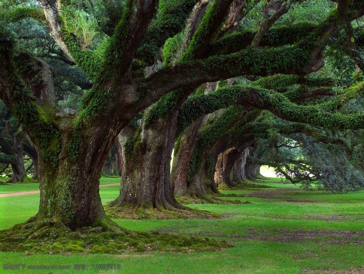 林荫大道 草地 花 风景 树木 林子 树林 旅游摄影 自然风景