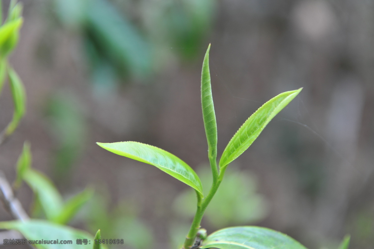 云南普洱 茶树 茶叶 茶芽 春茶 绿茶