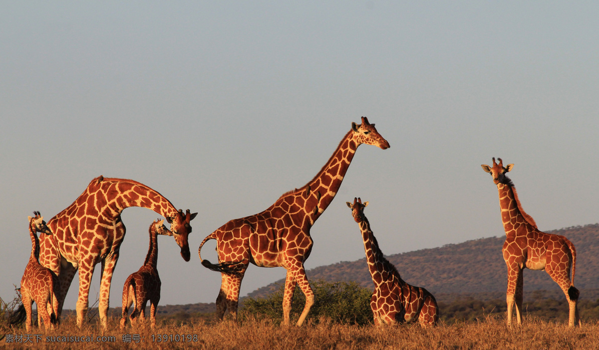 非洲 草原 上 长颈鹿 群 动物世界 动物摄影 非洲草原动物 陆地动物 生物世界