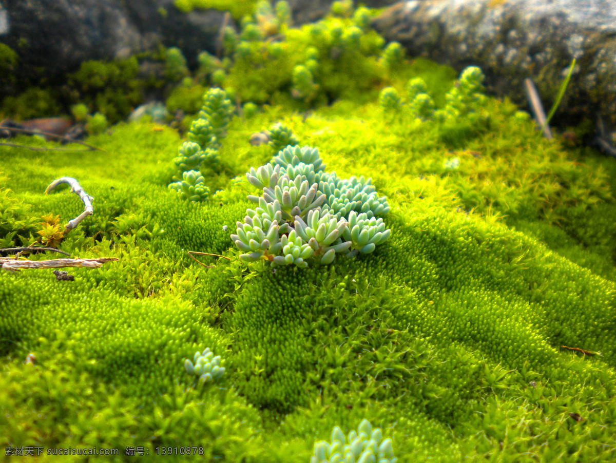 绿色苔藓 青苔 苔藓 植物青苔 青苔图片 苔藓植物 植物摄影 花草 生物世界