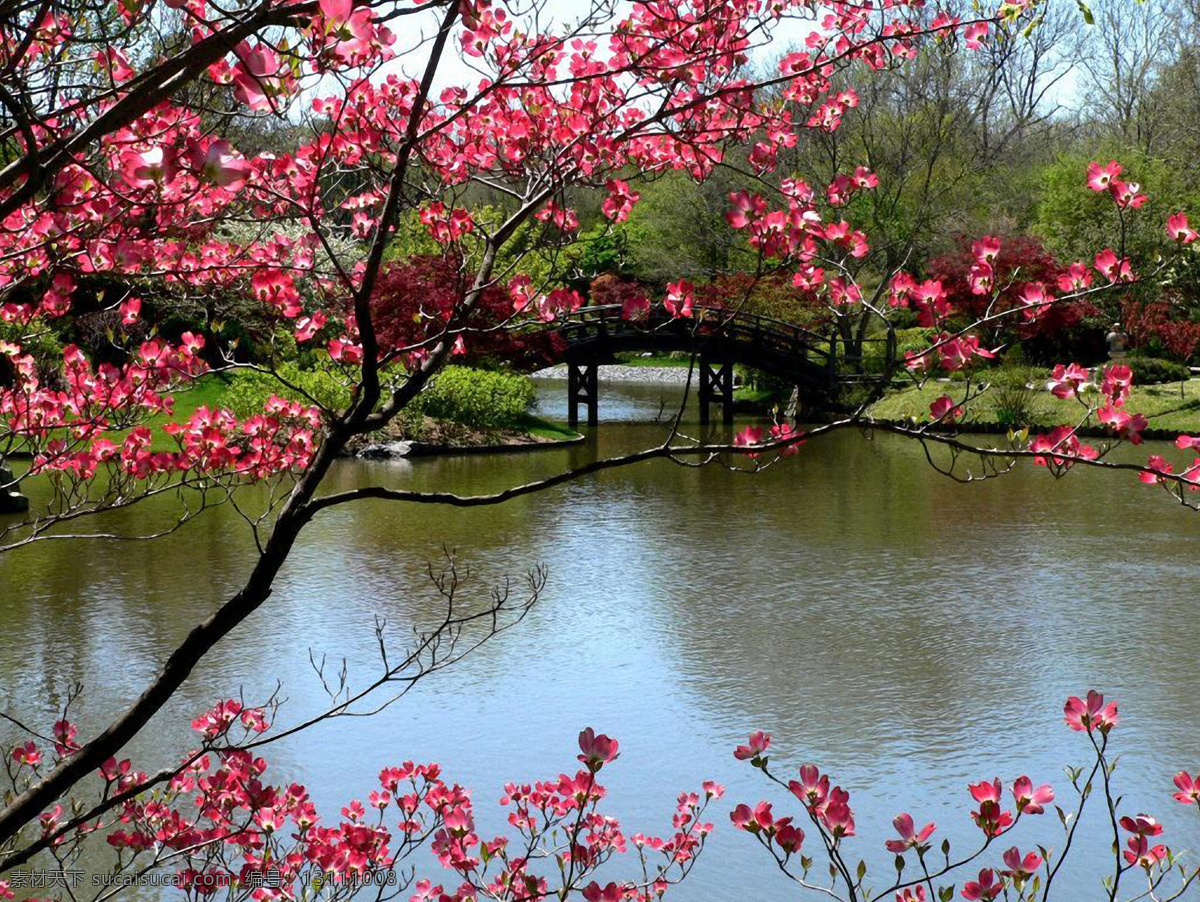 盛开的桃花 小木桥 湖 树林 优美环境 自然景观 自然风景 摄影图库 图片文件