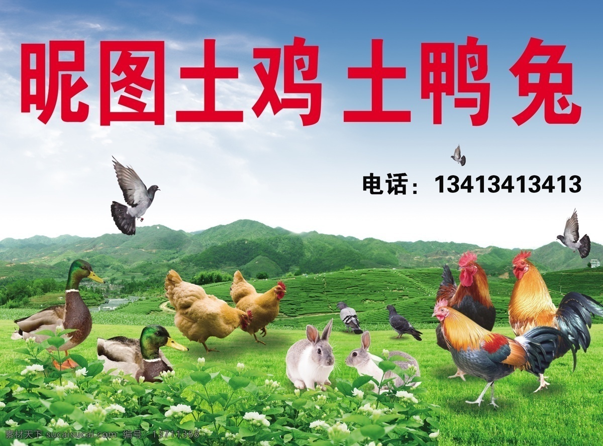 土鸡土鸭兔子 土鸡 土鸭 兔子 鸽子 家禽 公鸡 母鸡 动物 土家 农家 白兔 黄鸡 鸭子 土鸽子