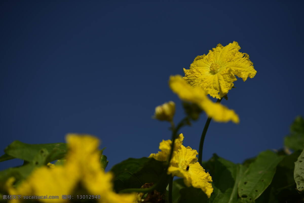 黄色 丝瓜 花 花卉 花草 绿叶