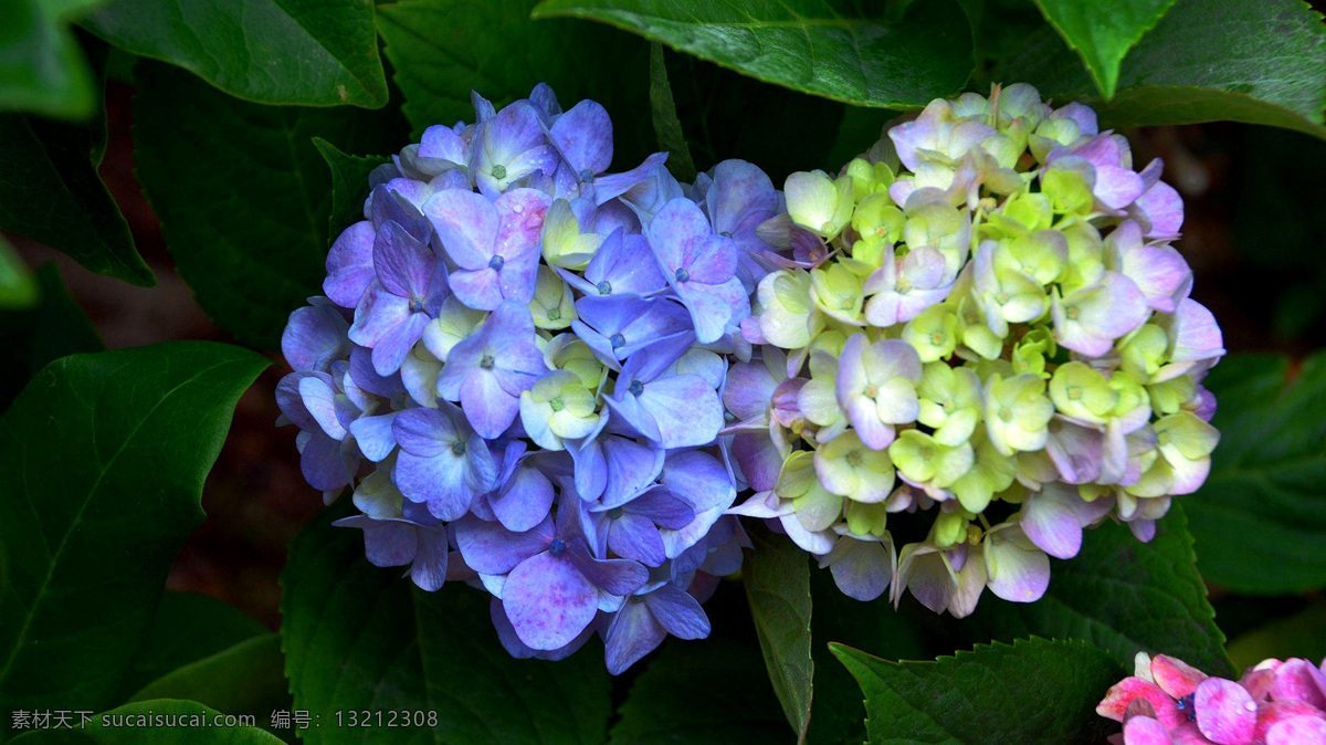 两色绣球花 花卉 照片 花草 蓝色 白色 紫色 绣球花 生物世界