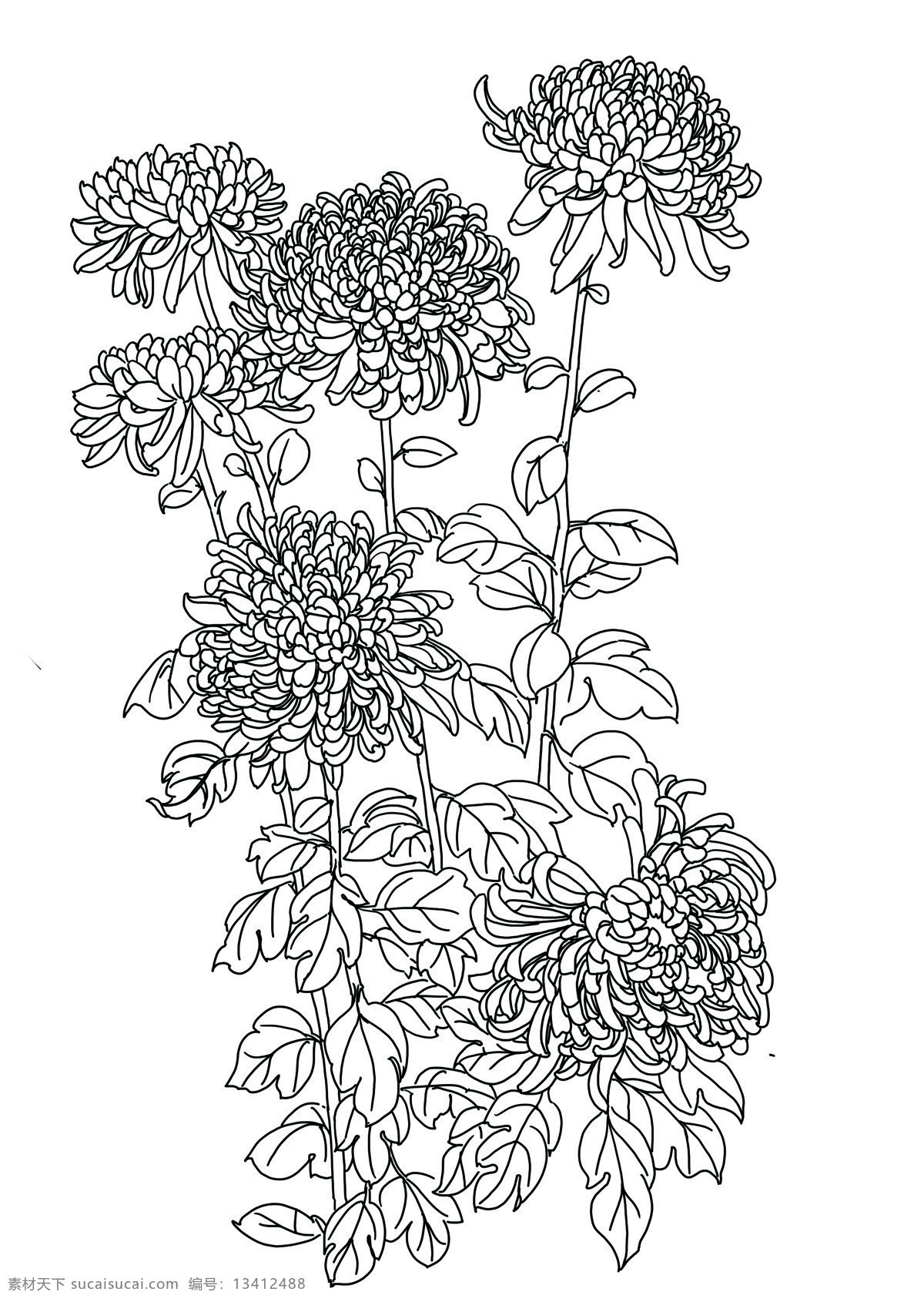 白描菊花 白描 菊花 叶子 绘画书法 文化艺术