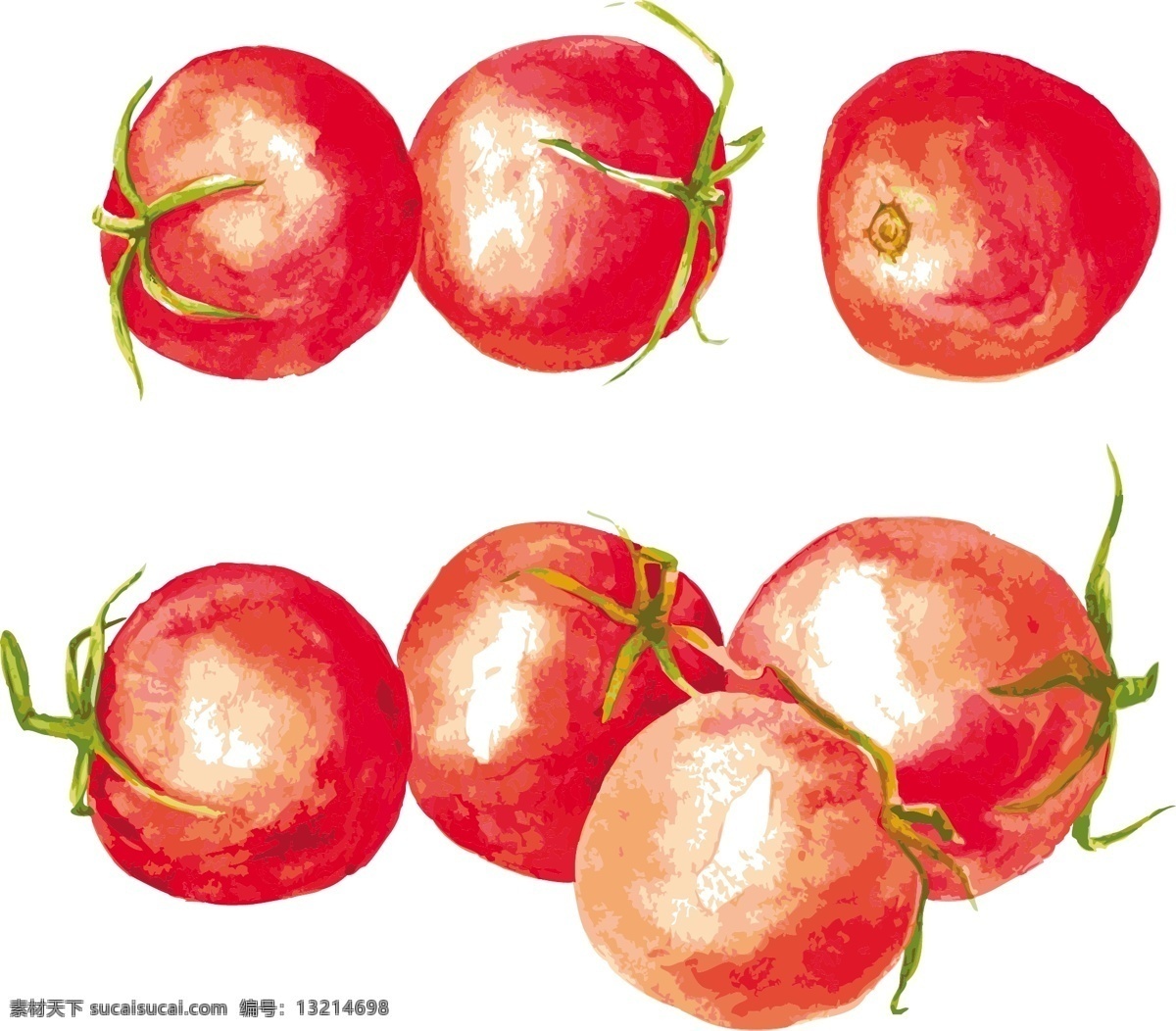 手绘 水彩 红色 西红柿 矢量 水果 番茄 蔬菜 装饰
