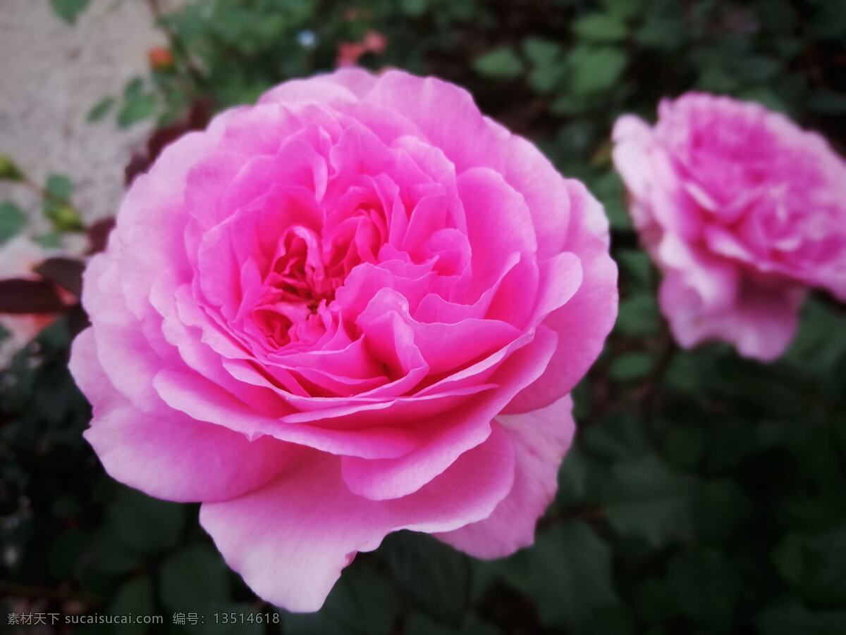 粉红月季 玫瑰 春天 生活百科 生活素材 生物世界 花草