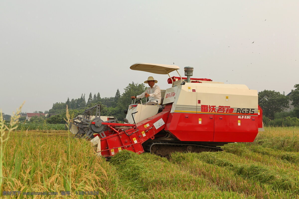 雷沃 收割机 水稻收割机 水稻 水田 丰收 田地 稻田 稻子 现代科技 农业生产