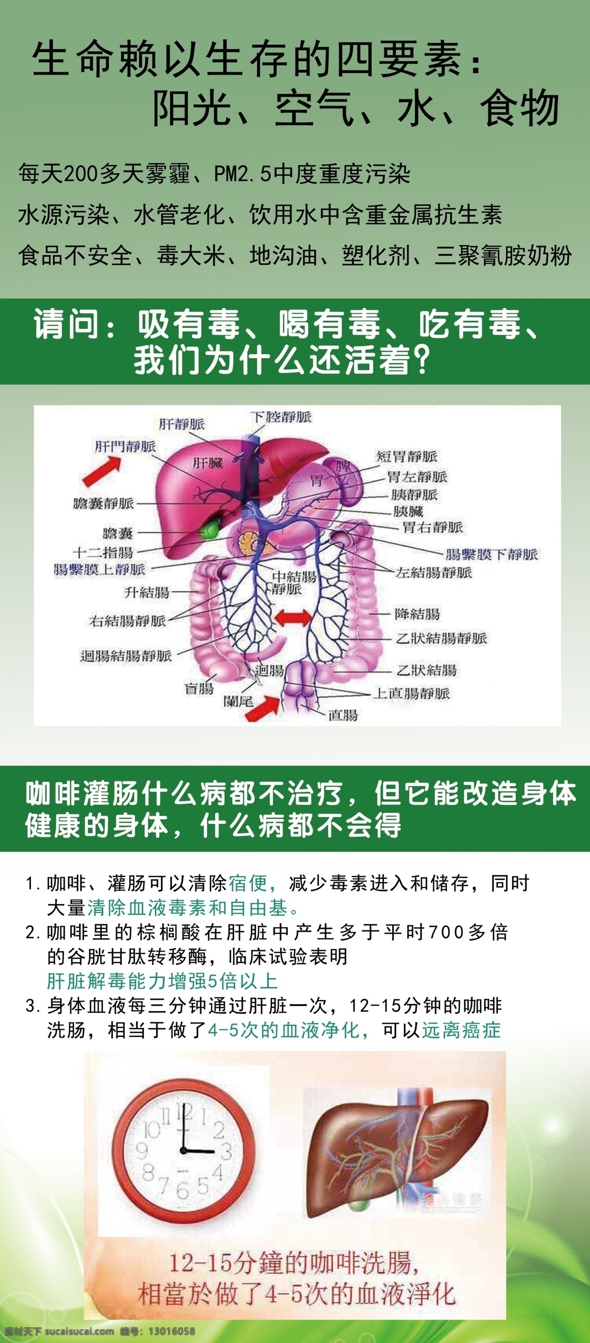肝 门静脉 宣传 展架 肝门静脉宣传 展架下载 绿色 肝门静脉图 咖啡灌肠