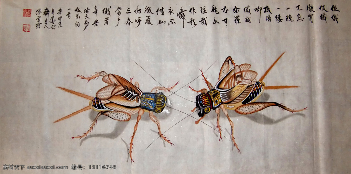 斗 蟋蟀 动物 工笔 国画 绘画书法 昆虫 书法 水墨 斗蟋蟀 写实 文化艺术 生物世界