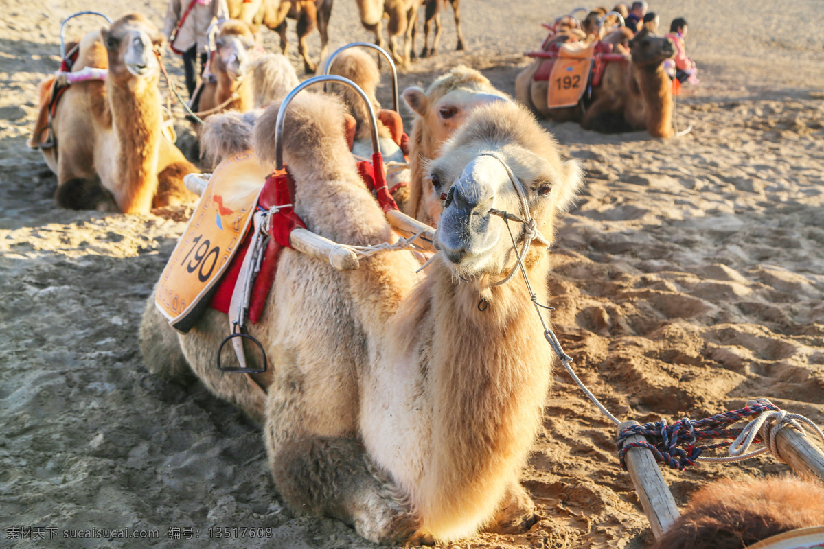 沙漠 里 骆驼 高清 拍摄 大图 旅游区 景区骆驼 骆驼科 骆驼头 动物摄影 陆地动物 生物世界 野生动物