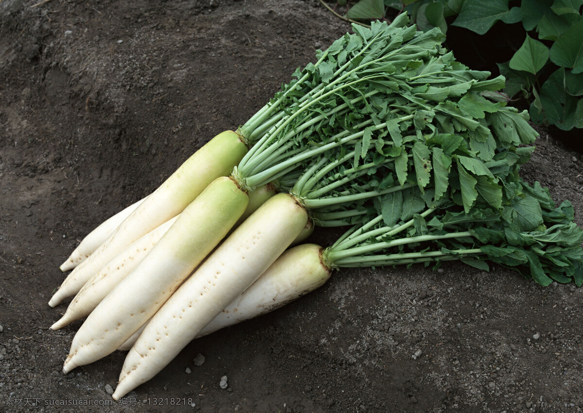 白萝卜 食物 蔬果 丰收 收获 新鲜 田园 蔬菜图片 餐饮美食