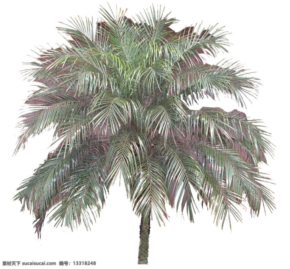棕榈 椰树 植物 园林植物 棕榈椰树 配景素材 园林 建筑装饰 设计素材 3d模型素材 室内场景模型