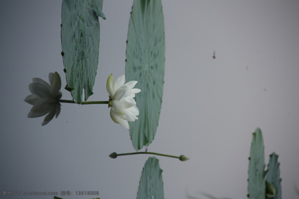 荷花 夏荷 荷塘 绿叶 花草 生物世界