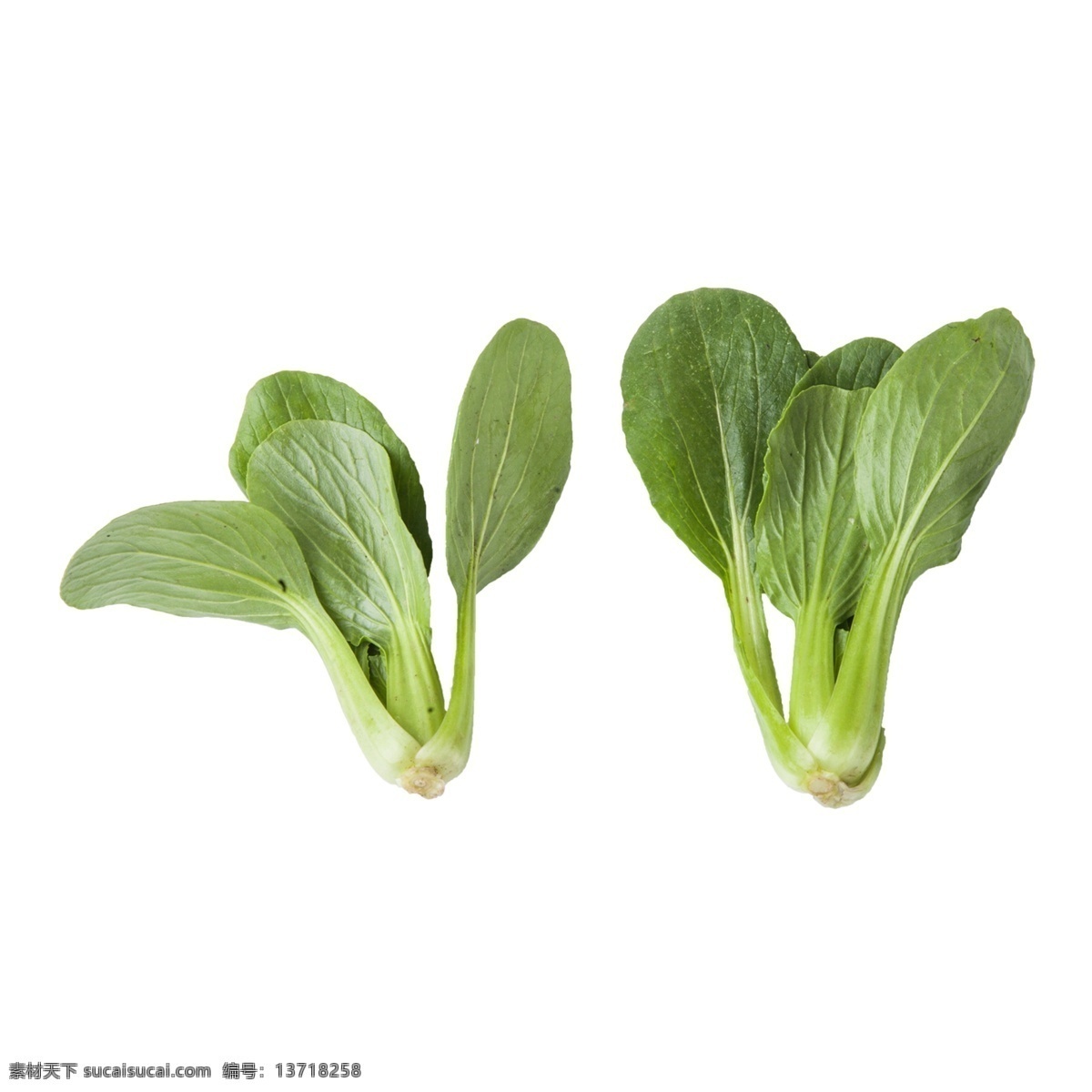 青菜 免 抠 有营养的青菜 两棵青菜免抠 绿色食品 绿叶菜 小青菜 好吃的蔬菜 蔬菜 两棵青菜