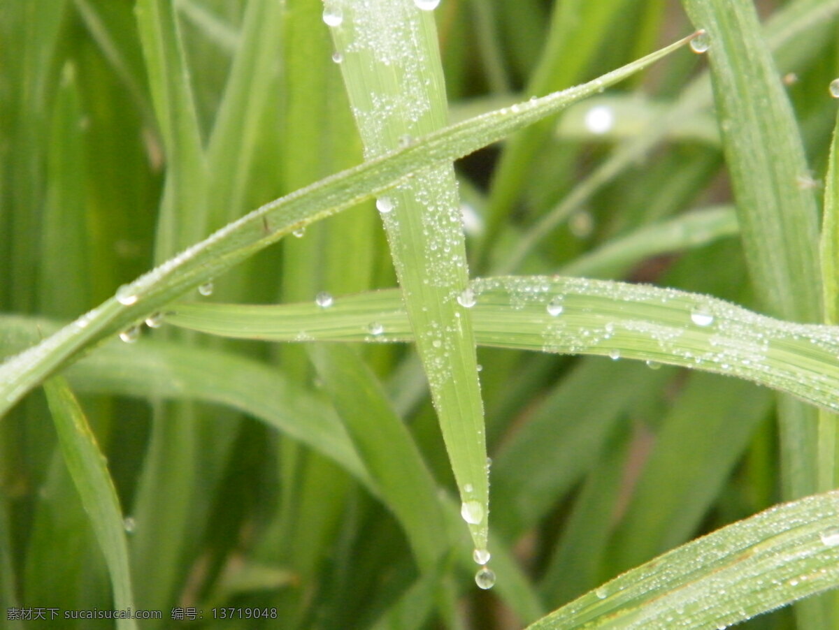 露珠 花草 晶莹剔透 露水 绿草 绿叶 生物世界 草叶 水珠 水滴 雨水