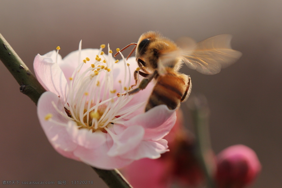 蜜蜂 花 蜜蜂采蜜 蜜蜂图 生物世界