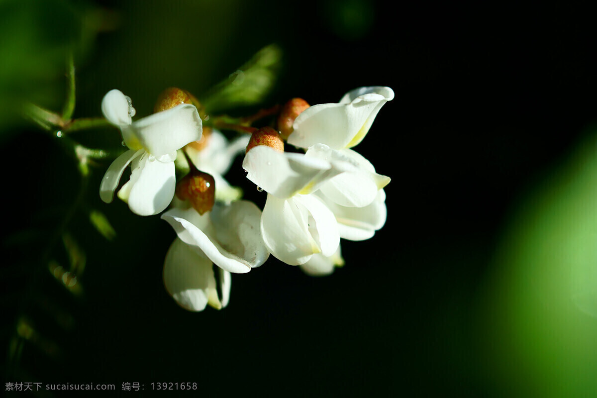 槐花 白色 花草 绿色 生物世界 树 水滴 psd源文件