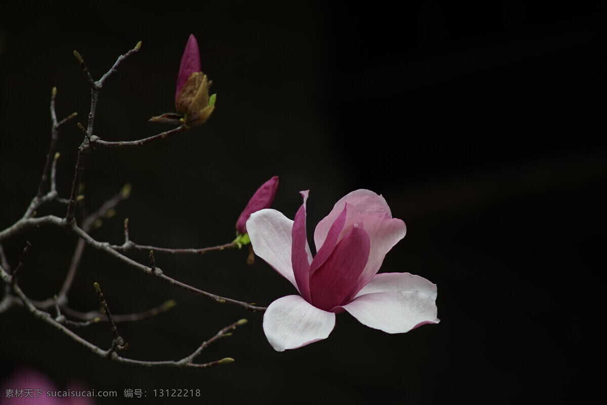 玉堂春 花 玉兰花 紫玉兰 花卉 植物 玉兰 白玉兰 生物世界 花草