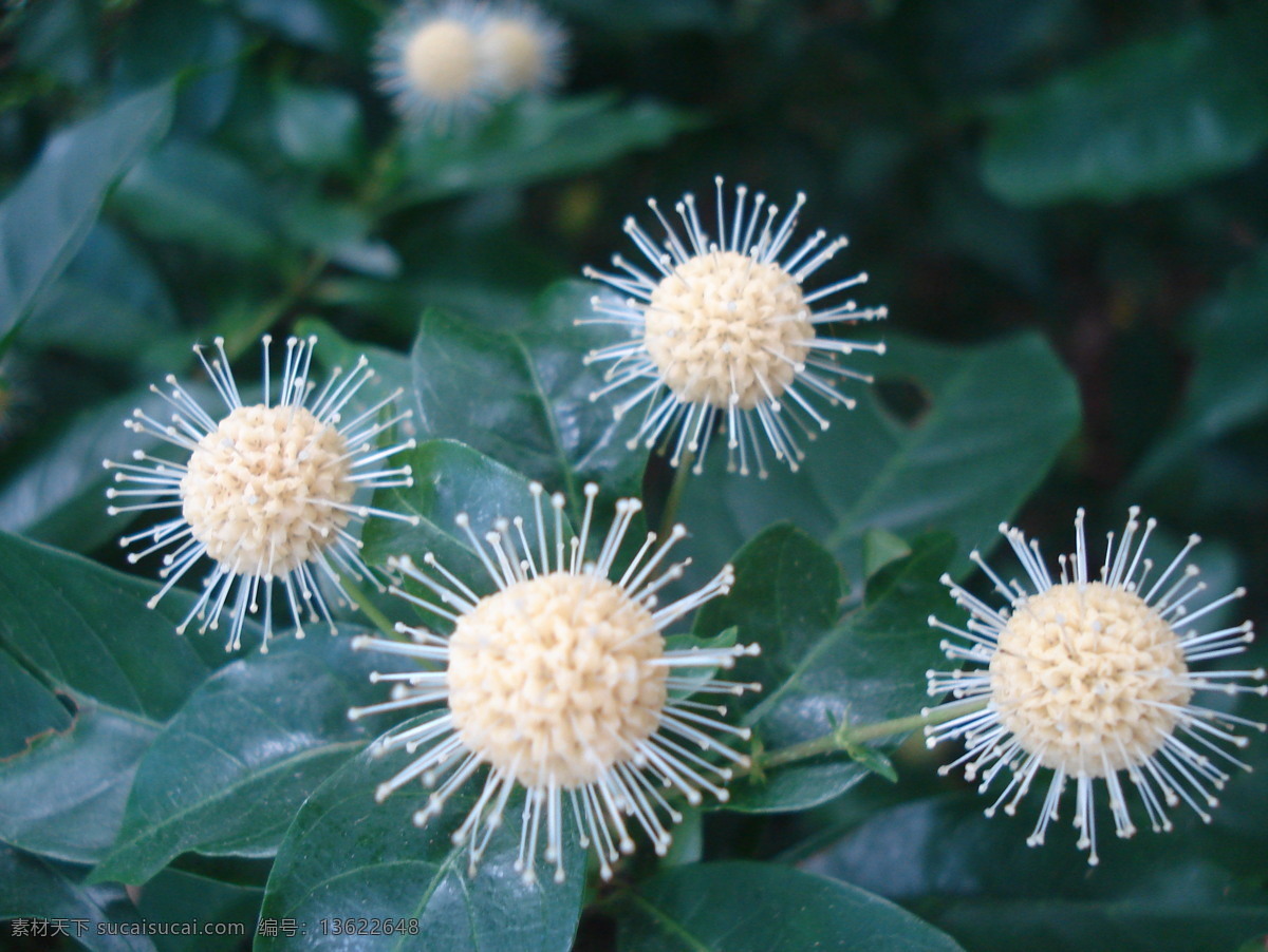 好 兆头 草 花 花草 花花世界 拍摄 墙纸 摄影图库 生物世界 好兆头 桌面 家居装饰素材 壁纸墙画壁纸