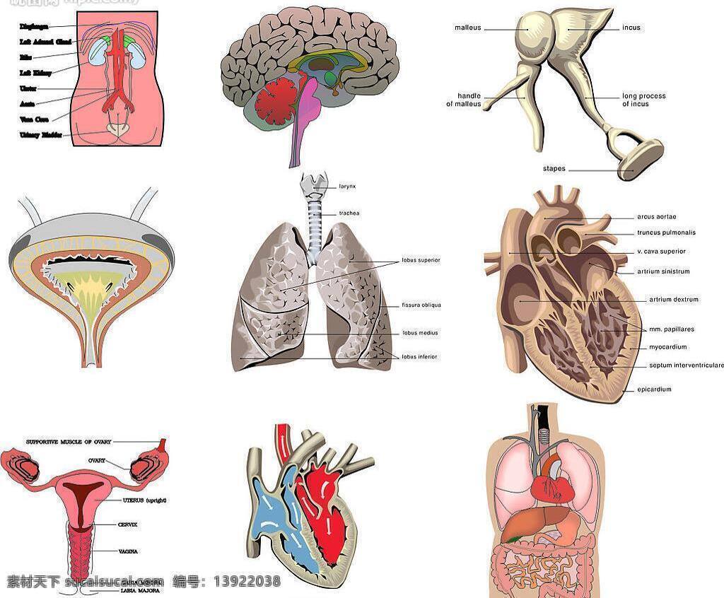人体 内脏 医疗 图 生活百科 矢量图库 医疗保健 矢量图 海报 其他海报设计