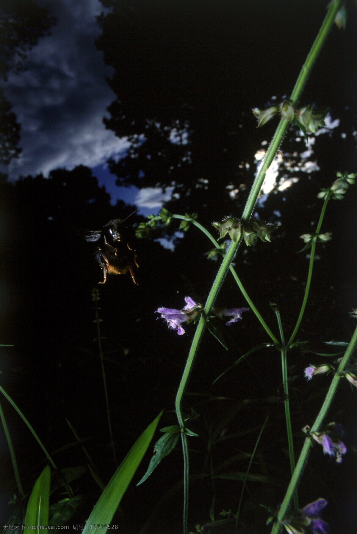 花苞 上 小 蜜蜂 小蜜蜂 采蜜 花蕾 动物世界 昆虫世界 花草树木 生态环境 生物世界 野外 自然界 自然生物 自然生态 高清图片 自然 植物 户外 傍晚 黄昏 天黑