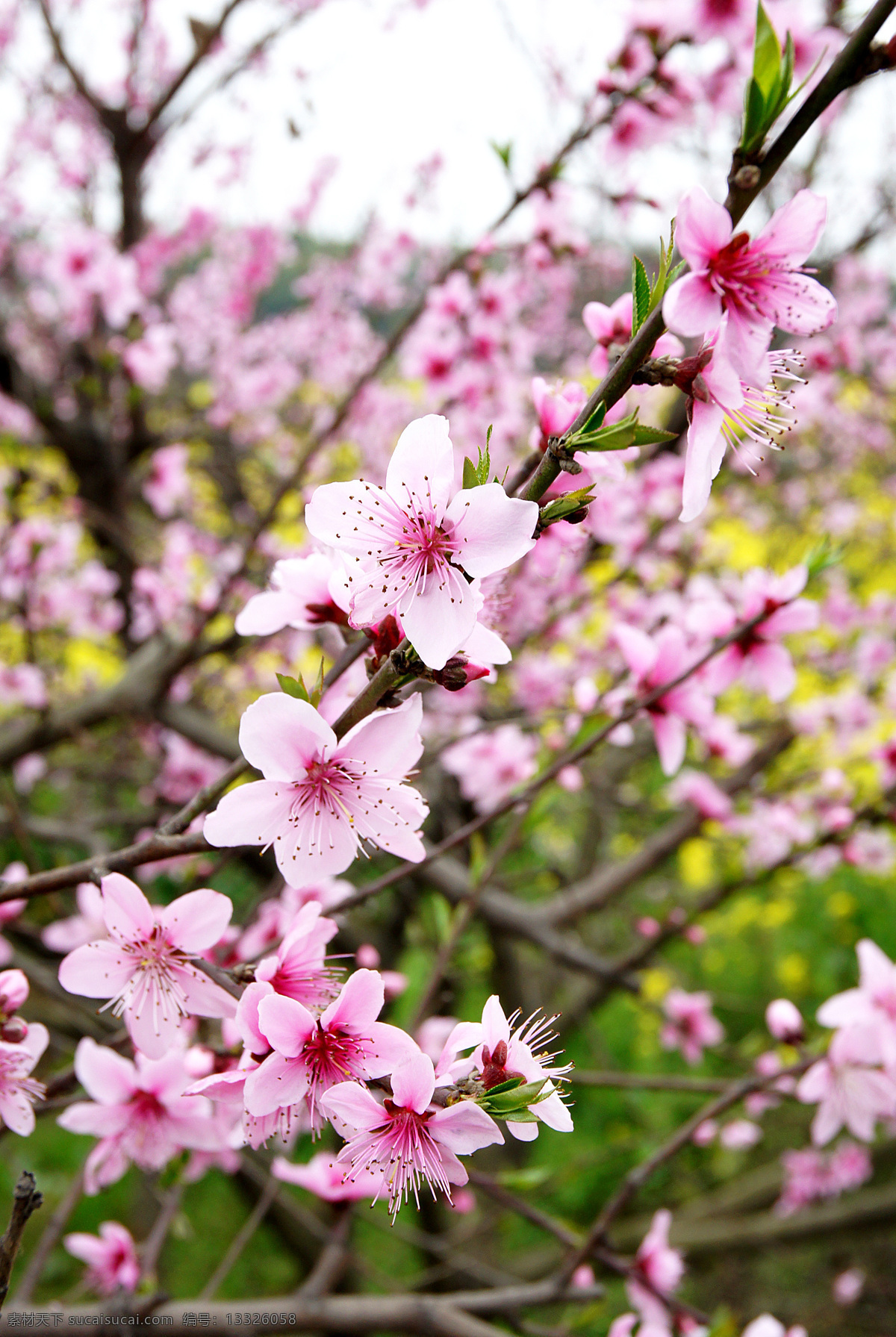 春天 桃花 绽放 田野 花 景色 美景 自然 油菜 生物世界 花草