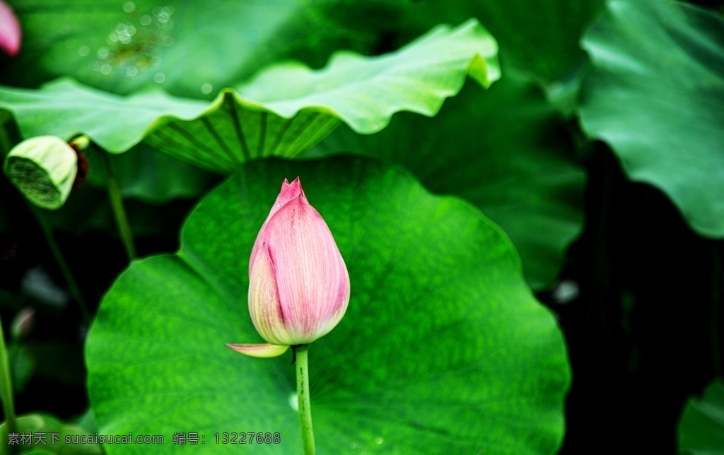 荷花花朵图片 生物世界 荷花 水荷花 花瓣 花 花蕊 鲜花 荷花图片 荷花素材 水莲 自然景观 自然风景 风景 风景壁纸 风景图片 风景素材 唯美风景 花卉 创意图片 植物 植物图片 绿色植物 花花草草 花草树木 电脑壁纸 水芙蓉 中国莲 芙蕖 水芝 动物世界 生物 花草