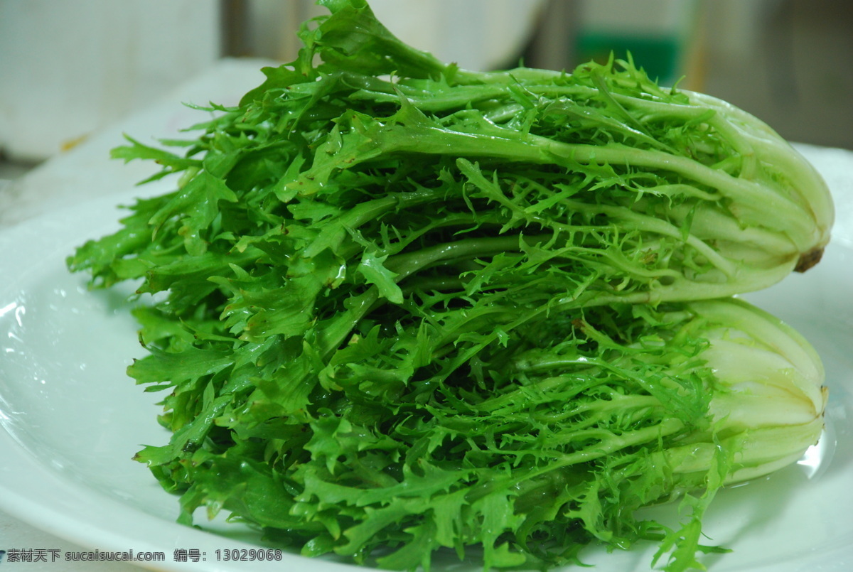 苦 菊 菜谱 菜园 绿色 青菜 生物世界 时蔬 蔬菜 苦菊 素菜 时令蔬菜 风景 生活 旅游餐饮
